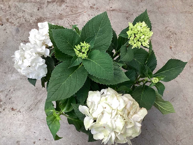 20 hortensia wit - afbeelding 4 van  4