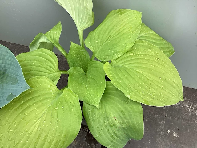 20 hosta mix - afbeelding 1 van  4