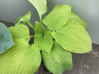 20 hosta mix - afbeelding 1 van  4