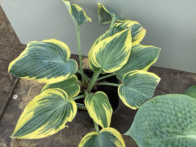 20 hosta mix - afbeelding 3 van  4