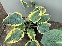 20 hosta mix - afbeelding 3 van  4