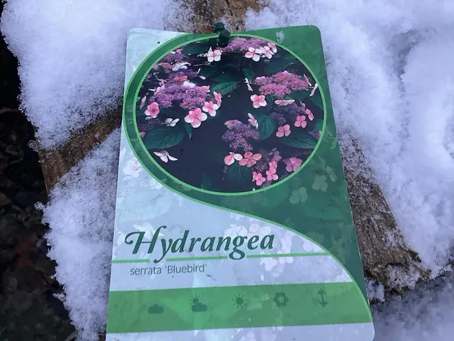 20 hydrangea blue serrata - afbeelding 1 van  1