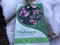 20 hydrangea blue serrata - afbeelding 1 van  1