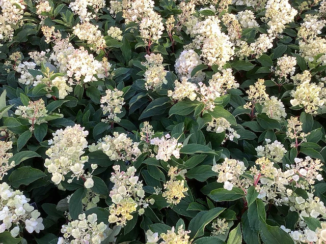 20 hydrangea lime light - afbeelding 1 van  3