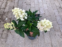 20 hydrangea lime light - afbeelding 2 van  3