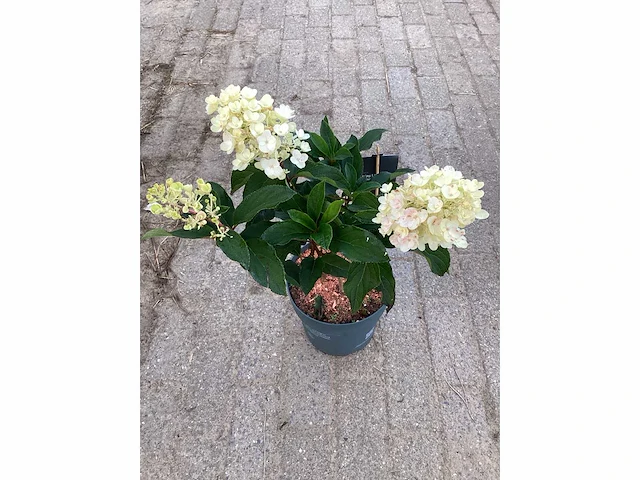 20 hydrangea lime light - afbeelding 3 van  3