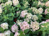 20 hydrangea paniculata - afbeelding 1 van  3