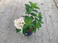 20 hydrangea paniculata - afbeelding 2 van  3