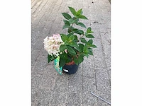 20 hydrangea paniculata - afbeelding 3 van  3