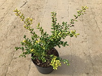 20 ilex - afbeelding 1 van  1