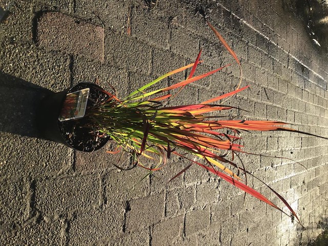 20 imperata red baron - afbeelding 2 van  2