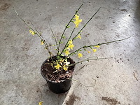 20 jasmijn - afbeelding 2 van  2