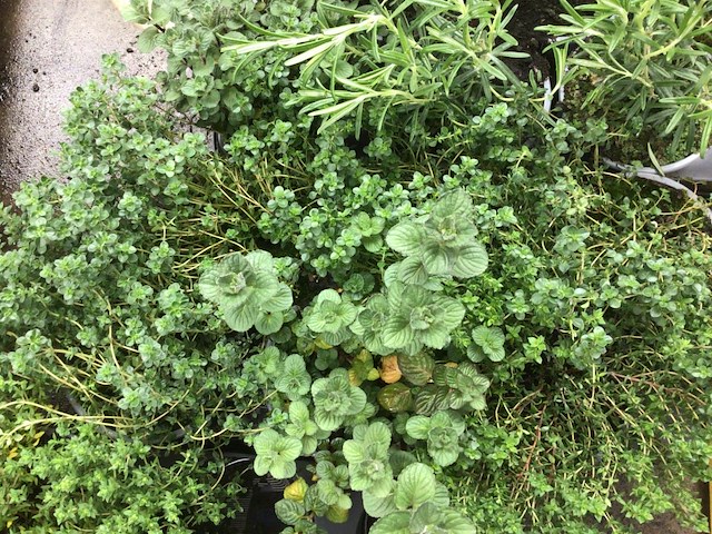 20 kruiden mix - afbeelding 1 van  4