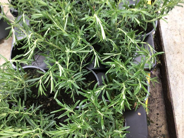 20 kruiden mix - afbeelding 3 van  4