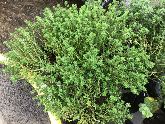 20 kruiden mix - afbeelding 4 van  4