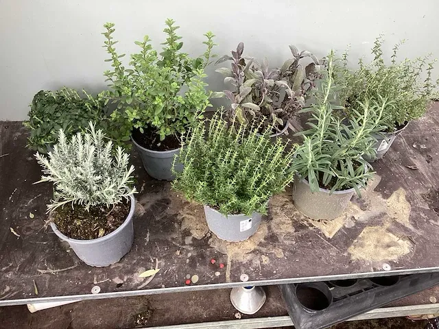 20 kruiden mix - afbeelding 1 van  2