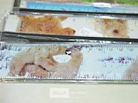 ±20 latten 30cm - afbeelding 2 van  4