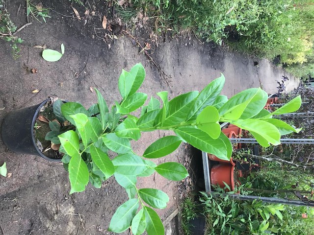 20 laurier 80-100 - afbeelding 2 van  2