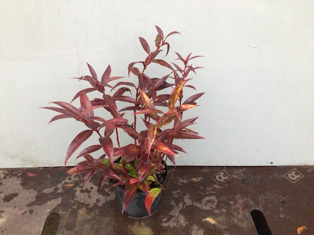 20 leucothoe - afbeelding 1 van  2