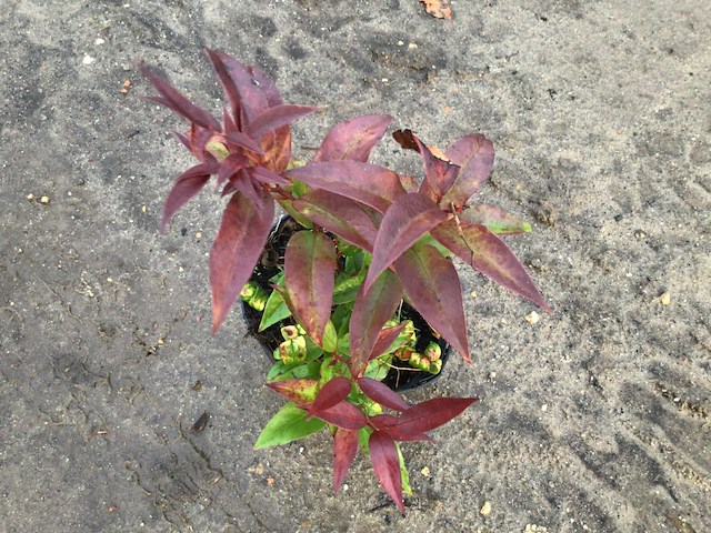 20 leucothoe - afbeelding 1 van  1