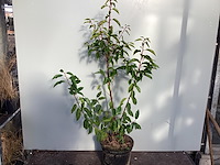 20 lucitanica 100-120 - afbeelding 1 van  2