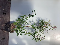 20 lucitanica 100-120 - afbeelding 2 van  2