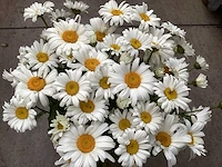 20 margriet wit, 20 salvia - afbeelding 1 van  4