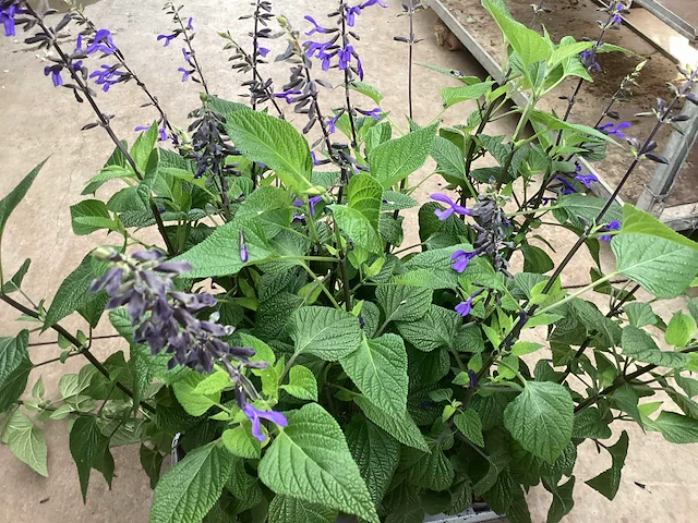 20 margriet wit, 20 salvia - afbeelding 3 van  4