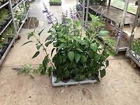 20 margriet wit, 20 salvia - afbeelding 4 van  4