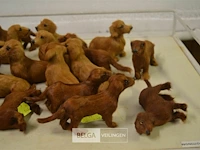 ±20 mini hondjes met echt haar - afbeelding 3 van  4