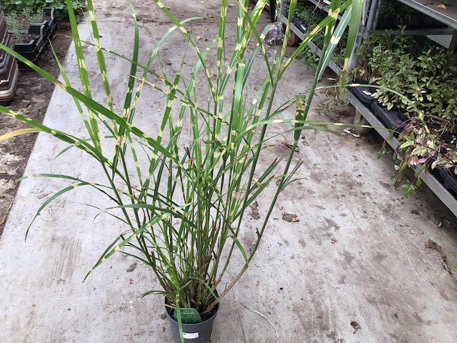 20 miscanthis sinensis strictis - afbeelding 1 van  2