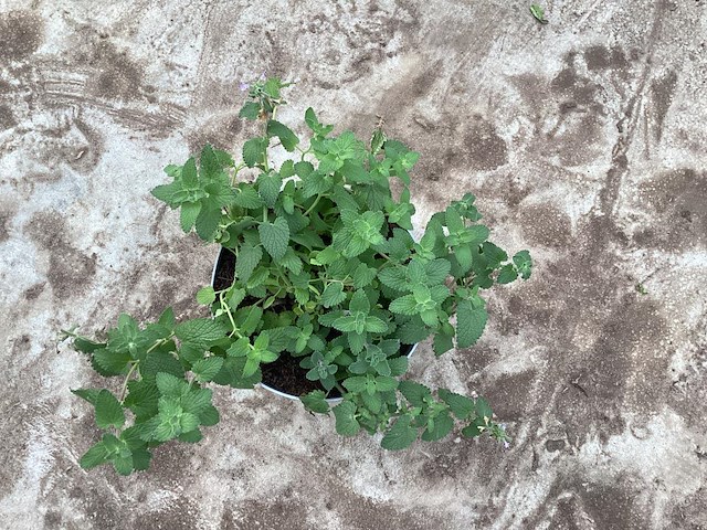 20 nepeta - afbeelding 1 van  1