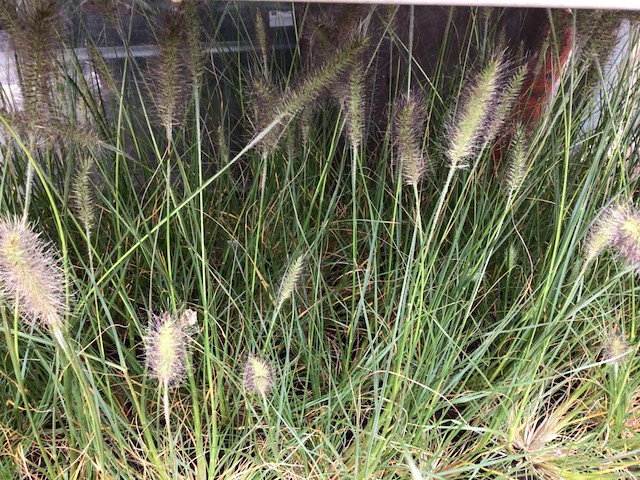 20 pennesetum little bunny - afbeelding 1 van  2