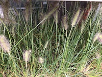 20 pennesetum little bunny - afbeelding 1 van  2
