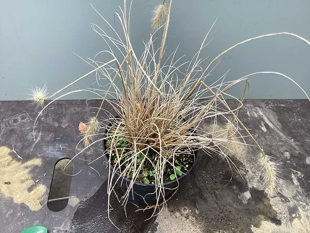 20 pennesetum little bunny - afbeelding 2 van  2
