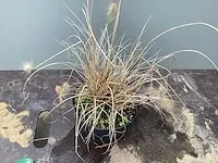 20 pennesetum little bunny - afbeelding 2 van  2