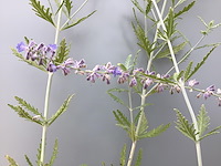 20 perofskia - afbeelding 2 van  2