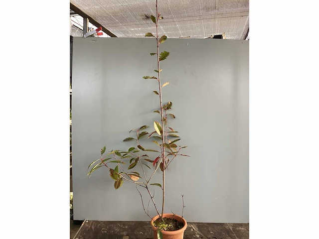 20 photinia 80-100 - afbeelding 2 van  2