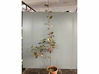 20 photinia 80-100 - afbeelding 2 van  2