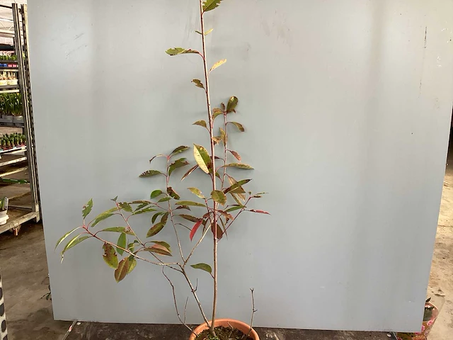 20 photinia 80-100 - afbeelding 1 van  2