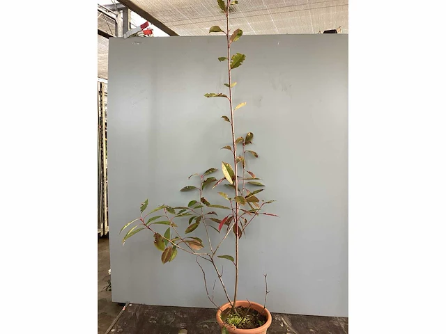 20 photinia 80-100 - afbeelding 2 van  2