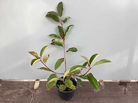 20 photinia - afbeelding 1 van  2