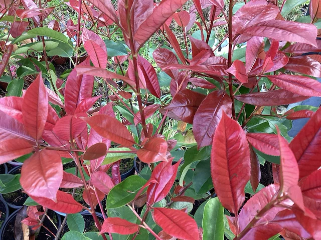 20 photinia - afbeelding 2 van  2