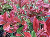 20 photinia - afbeelding 2 van  2