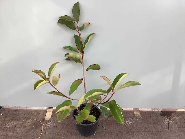 20 photinia - afbeelding 1 van  2