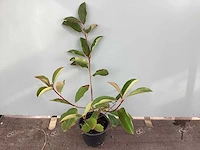 20 photinia - afbeelding 1 van  2