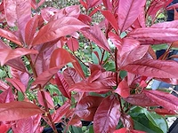 20 photinia - afbeelding 2 van  2