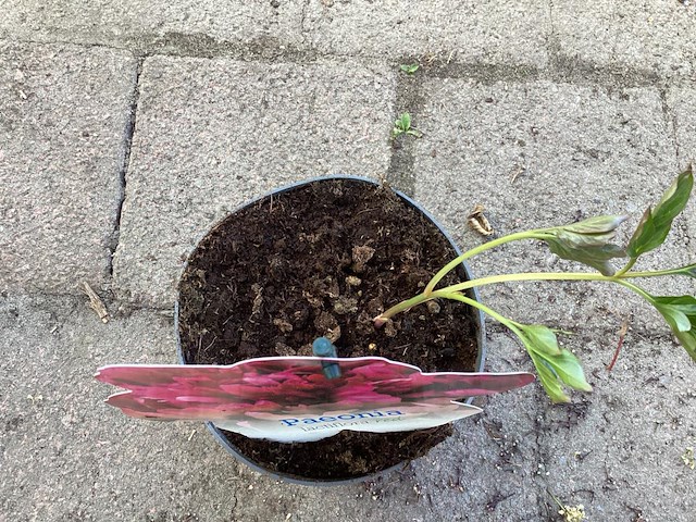 20 pioenen - afbeelding 1 van  1