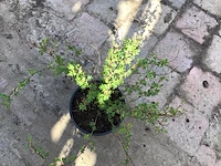 20 potentilla geel