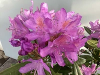 20 rododendron ponticum 80-100 - afbeelding 3 van  3